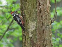 Dendrocoptes medius 56, Middelste bonte specht, Saxifraga-Mark Zekhuis