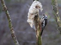 Dendrocoptes medius 9, Middelste bonte specht, Saxifraga-Mark Zekhuis