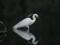 Egretta garzetta 10, Kleine zilverreiger, Saxifraga-Arie de Knijff