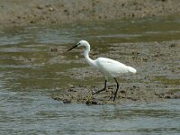 Egretta garzetta 31, Kleine zilverreiger, Saxifraga-Jan van der Straaten