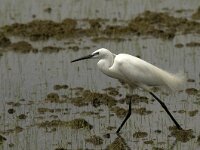 Egretta garzetta 75, Kleine zilverreiger, Saxifraga-Marijke Verhagen