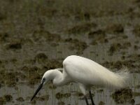 Egretta garzetta 78, Kleine zilverreiger, Saxifraga-Marijke Verhagen
