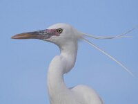 Egretta gularis 15, Westelijke rifreiger, Saxifraga-Tom Heijnen