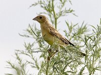 Emberiza bruniceps 5, Bruinkopgors, female, Saxifraga-Mark Zekhuis