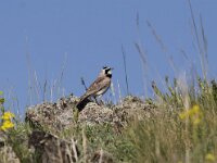 Eremophila alpestris 10, Strandleeuwerik, Saxifraga-Mark Zekhuis