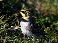 Eremophila alpestris 16, Strandleeuwerik, Saxifraga-Bart Vastenhouw