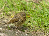 Erithacus rubecula 158, Roodborst, juvenile, Saxifraga-Bart Heijne : 2024, Erithacus rubecula, Kekerdom, Millingerwaard, jong, juli, roodborst, vogel, zomer