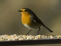 Erithacus rubecula 18, Roodborst, Saxifraga-Jan van der Straaten
