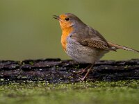 Roodborst  Roodborst Garderen : Erithacus rubecula