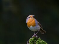 Roodborst  Roodborst Garderen : Erithacus rubecula