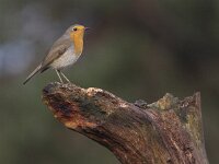 Erithacus rubecula 51, Roodborst, Saxifraga-Mark Zekhuis