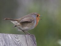 Erithacus rubecula 60, Roodborst, Saxifraga-Mark Zekhuis