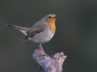 Erithacus rubecula 72, Roodborst, Saxifraga-Mark Zekhuis