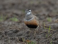 Eudromias morinellus 18, Morinelplevier, Saxifraga-Luc Hoogenstein