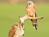 Falco naumanni 22, Kleine torenvalk, Saxifraga-Bart Vastenhouw