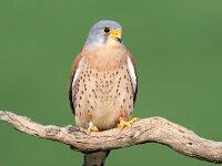 Falco naumanni 27, Kleine torenvalk, Saxifraga-Bart Vastenhouw