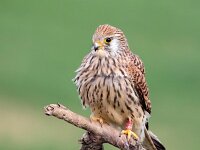 Falco naumanni 32, Kleine torenvalk, Saxifraga-Bart Vastenhouw