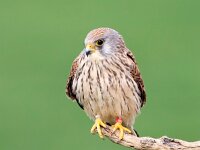 Falco naumanni 44, Kleine torenvalk, Saxifraga-Bart Vastenhouw