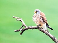 Falco naumanni 52, Kleine torenvalk, Saxifraga-Bart Vastenhouw