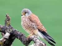 Falco naumanni 62, Kleine torenvalk, Saxifraga-Bart Vastenhouw