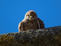 Falco naumanni 78, Kleine torenvalk, Saxifraga-Bart Vastenhouw
