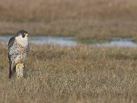 Falco peregrinus 11, Slechtvalk, Saxifraga-Martin Mollet