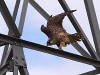 Falco peregrinus 49, Slechtvalk, juvenile, Saxifraga-Martin Mollet