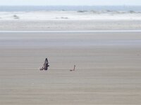 Falco peregrinus 67, Slechtvalk, Saxifraga-Mark Zekhuis