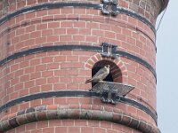 Falco peregrinus 68, Slechtvalk, Saxifraga-Mark Zekhuis