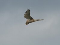 Falco tinnunculus 58, Torenvalk, Saxifraga-Mark Zekhuis