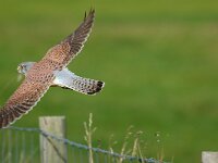 Falco tinnunculus 59, Torenvalk, Saxifraga-Piet Munsterman