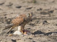 Falco tinnunculus 68, Torenvalk, Saxifraga-Martin Mollet