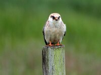 Falco vespertinus 34, Roodpootvalk, Saxifraga-Hans Dekker