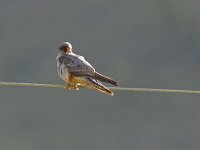 Falco vespertinus 36, Roodpootvalk, Saxifraga-Tom Heijnen