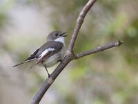 Ficedula hypoleuca 27, Bonte vliegenvanger, Saxifraga-Mark Zekhuis