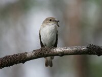 Ficedula hypoleuca 8, Bonte vliegenvanger, female, Saxifraga-Dirk Hilbers