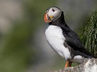 Fratercula arctica 16, Papegaaiduiker, Saxifraga-Mark Zekhuis