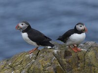 Fratercula arctica 27, Papegaaiduiker, Saxifraga-Peter Stein