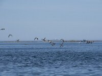 Fratercula arctica 42, Papegaaiduiker, Saxifraga-Willem van Kruijsbergen