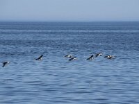 Fratercula arctica 54, Papegaaiduiker, Saxifraga-Willem van Kruijsbergen