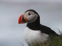 Fratercula arctica 59, Papegaaiduiker, Saxifraga-Jan Nijendijk