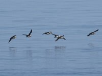 Fratercula arctica 72, Papegaaiduiker, Saxifraga-Willem van Kruijsbergen