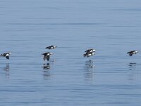 Fratercula arctica 76, Papegaaiduiker, Saxifraga-Willem van Kruijsbergen