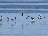 Fratercula arctica 79, Papegaaiduiker, Saxifraga-Willem van Kruijsbergen