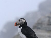 Fratercula arctica 9, Papegaaiduiker, Saxifraga-Dirk Hilbers