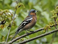 Fringilla coelebs 18, Vink, Saxifraga-Ab H Baas