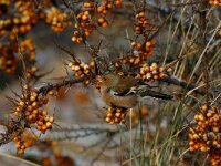 Fringilla coelebs 6, Vink, Saxifraga-Piet Munsterman