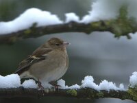 Fringilla coelebs 78, Vink, adult, female, Saxifraga-Theo Verstrael