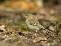 Fringilla coelebs 91, Vink, adult, female, Saxifraga-Theo Verstrael