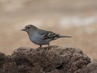 Fringilla teydea 3, Blauwe vink, Saxifraga-Henk Baptist